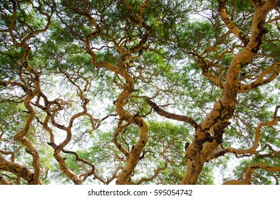 Acacia Leucophloea Images Stock Photos Vectors Shutterstock