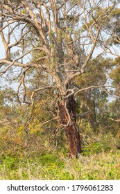 Twisted Branches On A Tree Near Newcastle Airport, NSW, Australia On An Spring Afternoon In November 2019