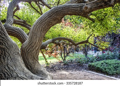 twisted branches of a tree