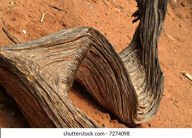 Twisted and broken tree in the desert