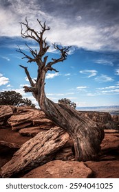 Twisted dead tree reaching for the sky among red rocks near Fruita, Colorado