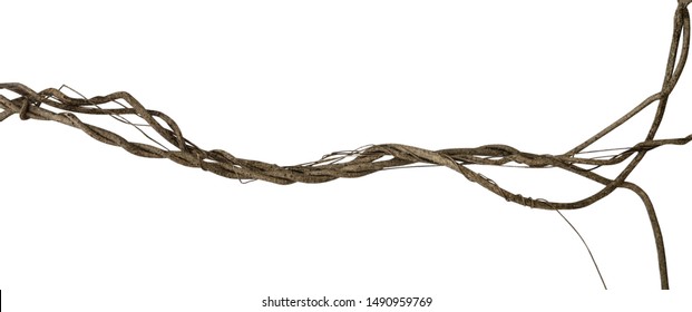 Twisted Dried Wild Liana Jungle Vine Tropical Plant Isolated On White Background, Clipping Path Included