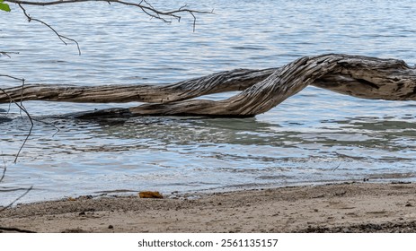 twisted driftwood log stretches over calm water near a sandy riverbank. - Powered by Shutterstock