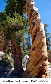 Twisted Foxtail Pine Trunk In Kings Canyon Wilderness