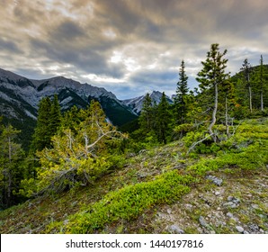 Twisted and gnarly pine trees on rocky ground covered with junipers on  Porcupine Ridge trail in Kananaskis Alberta with mountain peaks and morning sky in background.   - Powered by Shutterstock