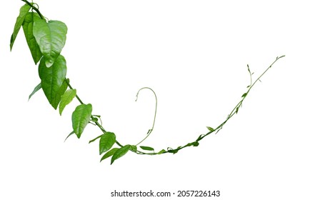 Twisted jungle vines climbing plant isolated on white background with clipping path. Green leaves vines of Tiliacora triandra medicinal plant native to Southeast Asia. - Shutterstock ID 2057226143