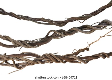 Twisted Jungle Vines Collection, Liana Plant Isolated On White Background, Clipping Path Included.