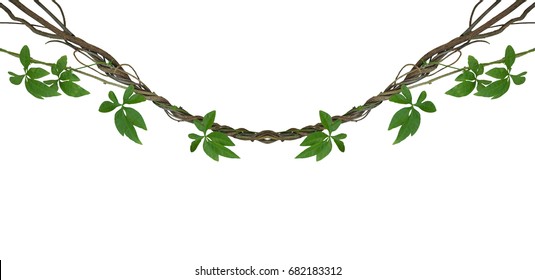 Twisted jungle vines with green leaves of wild morning glory liana plant isolated on white background, clipping path included. - Powered by Shutterstock
