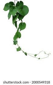 Twisted Jungle Vines Hanging Liana Plant With Heart Shaped Green Leaves Of Cowslip Creeper (Telosma Cordata) Medicinal Forest Plant Isolated On White Background With Clipping Path.  