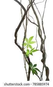 Twisted jungle vines with leaves of wild morning glory liana plant isolated on white background, clipping path included.