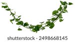 Twisted jungle vines liana plant with heart shaped green leaves isolated on white background, clipping path included.