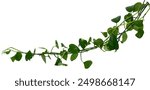 Twisted jungle vines liana plant with heart shaped green leaves isolated on white background, clipping path included.