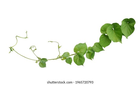 Twisted jungle vines liana plant Cowslip creeper vine (Telosma cordata) with heart shaped green leaves and flowers isolated on white background, clipping path included.	 - Powered by Shutterstock