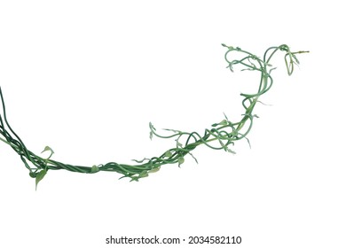Twisted jungle vines liana plant with heart shaped young green leaves isolated on white background, clipping path included.