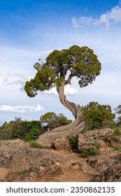 A twisted juniper tree trunk at Dragon Point in Black Canyon of the Gunnison National Park, near Montrose, Colorado, United States.