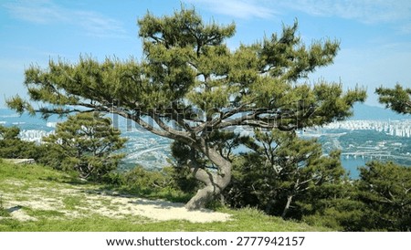 A twisted Korean red pine tree stands on a hilltop of Achasan Mountain with a panoramic view of Seoul and the Han River.