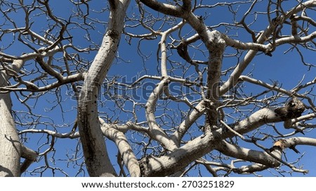 Twisted, leafless tree branches stretching across a bright blue sky, creating a striking natural pattern and raw, sculptural beauty. #NatureArt #TreeBranches #BlueSky #AbstractNature #Photography