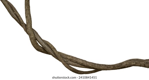 Twisted liana, Vine isolated on white background. Clipping path - Powered by Shutterstock