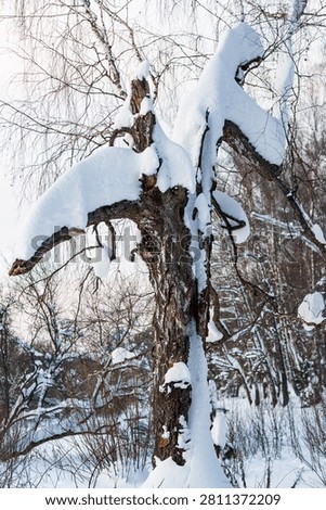 Twisted old tree covered in thick fluffy white snow stands alone in a silent winter forest, showing stark textures of weathered bark against a frosty nature background