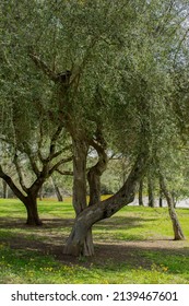 Twisted Old Tree In A Park