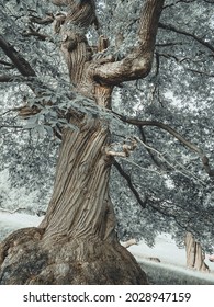 Twisted Old Tree In The Woods