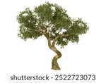 Twisted Olive Tree Isolated on a White Background