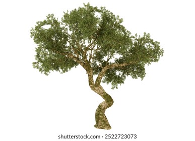 Twisted Olive Tree Isolated on a White Background - Powered by Shutterstock