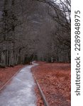 a twisted path runs between trees with fallen leaves, reddish autumn leaves on the sides of the path, vertical