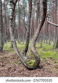 Twisted pine tree in the Dancing Forest area on the Curonian Spit.
