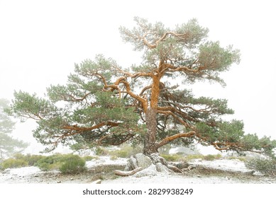 Twisted pine tree standing alone in the snow