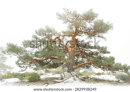 Twisted pine tree standing alone in the snow