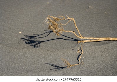 Twisted root casting shadow on sandy beach