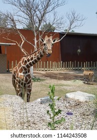 Twisted Tongue Giraffe