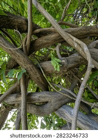 Twisted tree branches interwoven, in outdoor natural environment, with tree branches, green leaves, from a close-up from below the branches perspective, with brown, green accents, nearby objects.