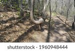 A twisted tree in the Chippewa County Riverview Reserve, Chippewa Falls