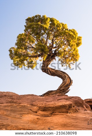 Twisted tree in Dead Horse Point Park at sunrise