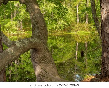 A Twisted Tree Frames a Sunlit Pond with a Mirror Surface.