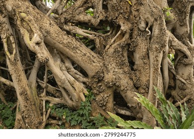 twisted tree root creates complex network in tropical garden setting. ancient tree root shows aerial root system growth. natural tree root demonstrates organic interconnection and strength concept today