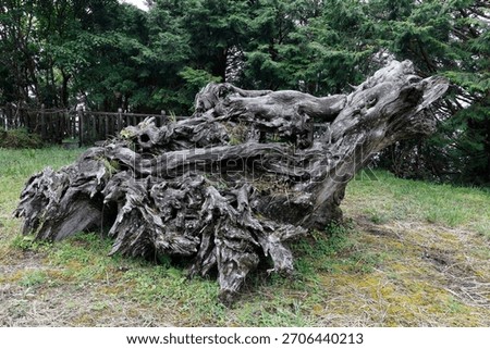 a twisted tree root giant 