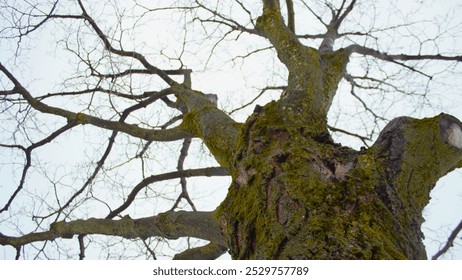 A twisted tree trunk covered in lush green moss, surrounded by forest greenery. This image is perfect for projects related to nature, botany, and forest landscapes. Captured in Mexico - Powered by Shutterstock