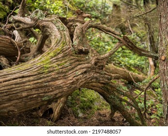 Twisted Tree Trunk And Mossy Bark