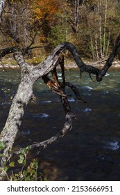 Twisted Tree Trunk On Cliff Over River