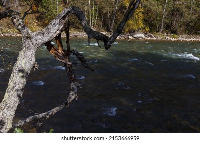 Twisted Tree Trunk On Cliff Over River