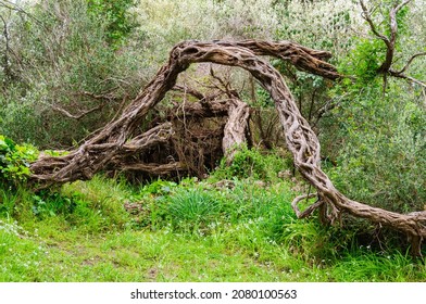 Twisted tree trunk in the Phillip Island Nature Park - Victoria, Australia