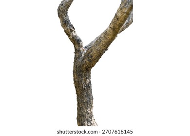 Twisted tree trunk with unique bark texture in natural lighting.