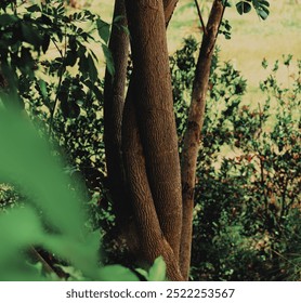 Twisted Tree Trunks with Lush Greenery in Tropical Forest - Powered by Shutterstock