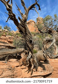 Twisted Tree In Western Colorado