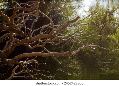 Twisted tree without foliage with wavy branches, corylus avellana contorta. Mysterious forest, twisted tree branches create an eerie and enchanting atmosphere in the dark woodland.
