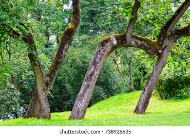 Twisted trees