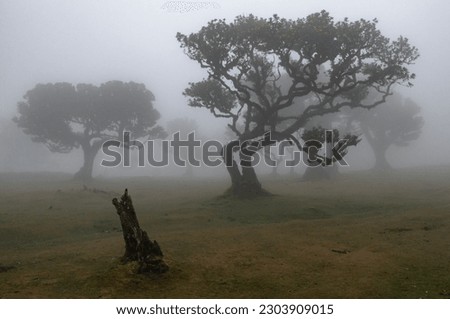 Twisted trees in the fog in Fanal Forest on the Portuguese island of Madeira. The fog settles at this high altitude woodland and makes for dramatic landscape photography
